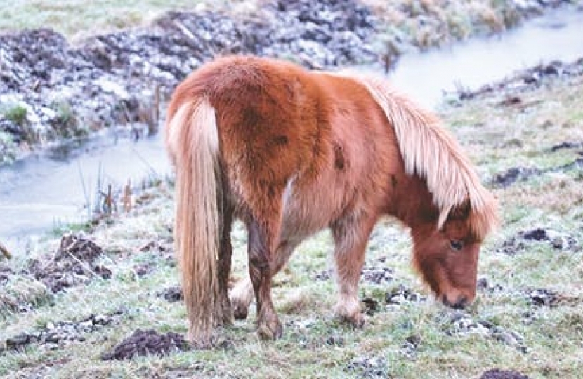 AM Calls For Special Status To Save Preseli Ponies