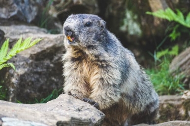 "It's Groundhog Day for our National Health Service
