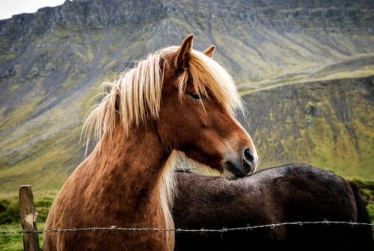Exempt Preseli Ponies From EU Rules, Says AM
